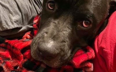 Canecorsorescueorg