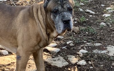 Canecorsorescueorg