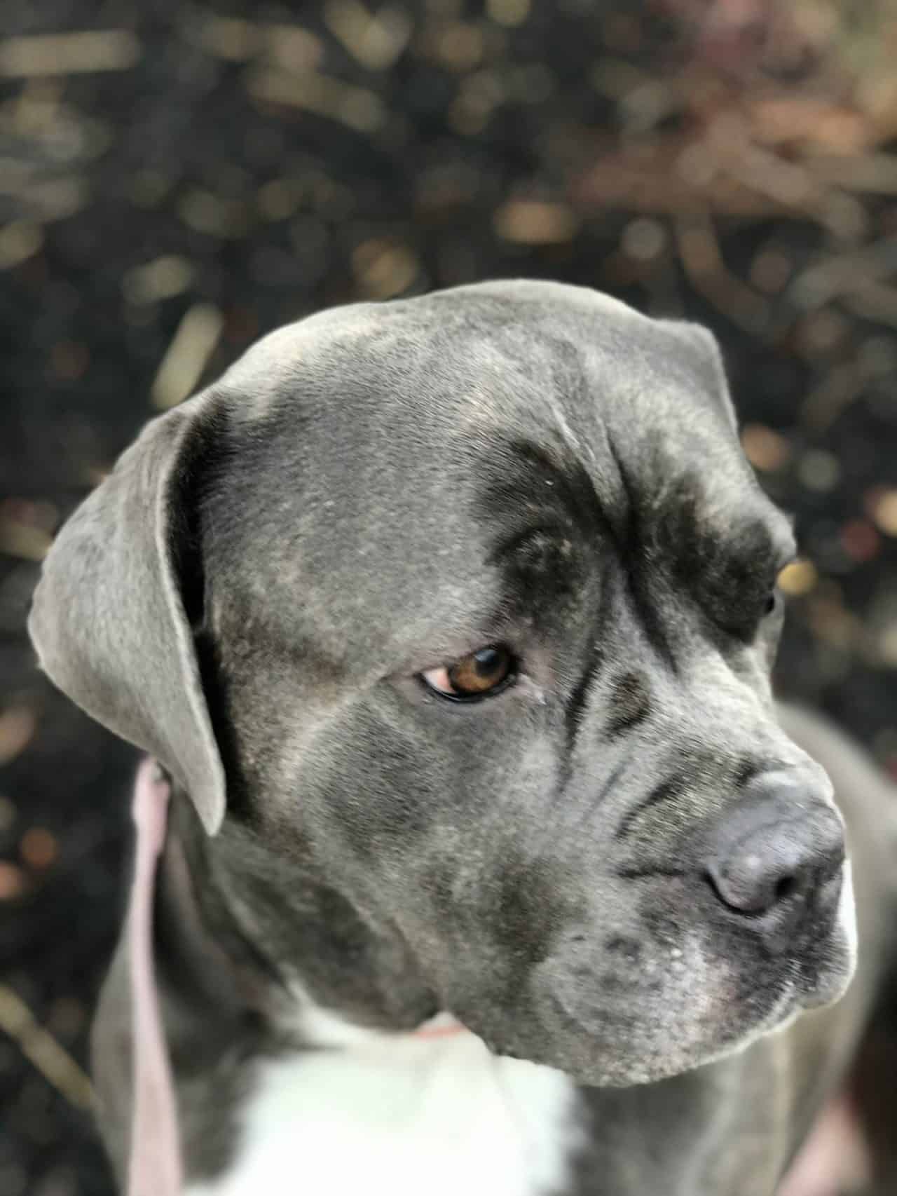 Dakota Cane Corso Available for Adoption