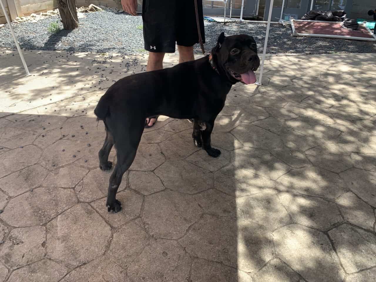 2021 Houston Cruelty Case Brutus Cane Corso Adoption