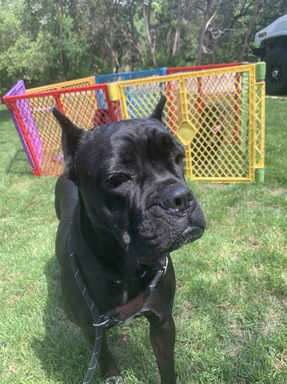 2021 Houston Cruelty Case Mama Dog Cane Corso Adoption