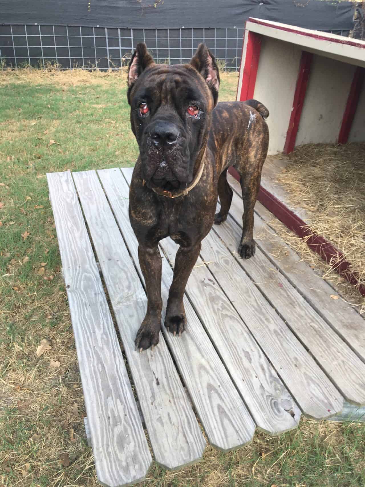 Carmen Cane Corso Rescue, Inc.