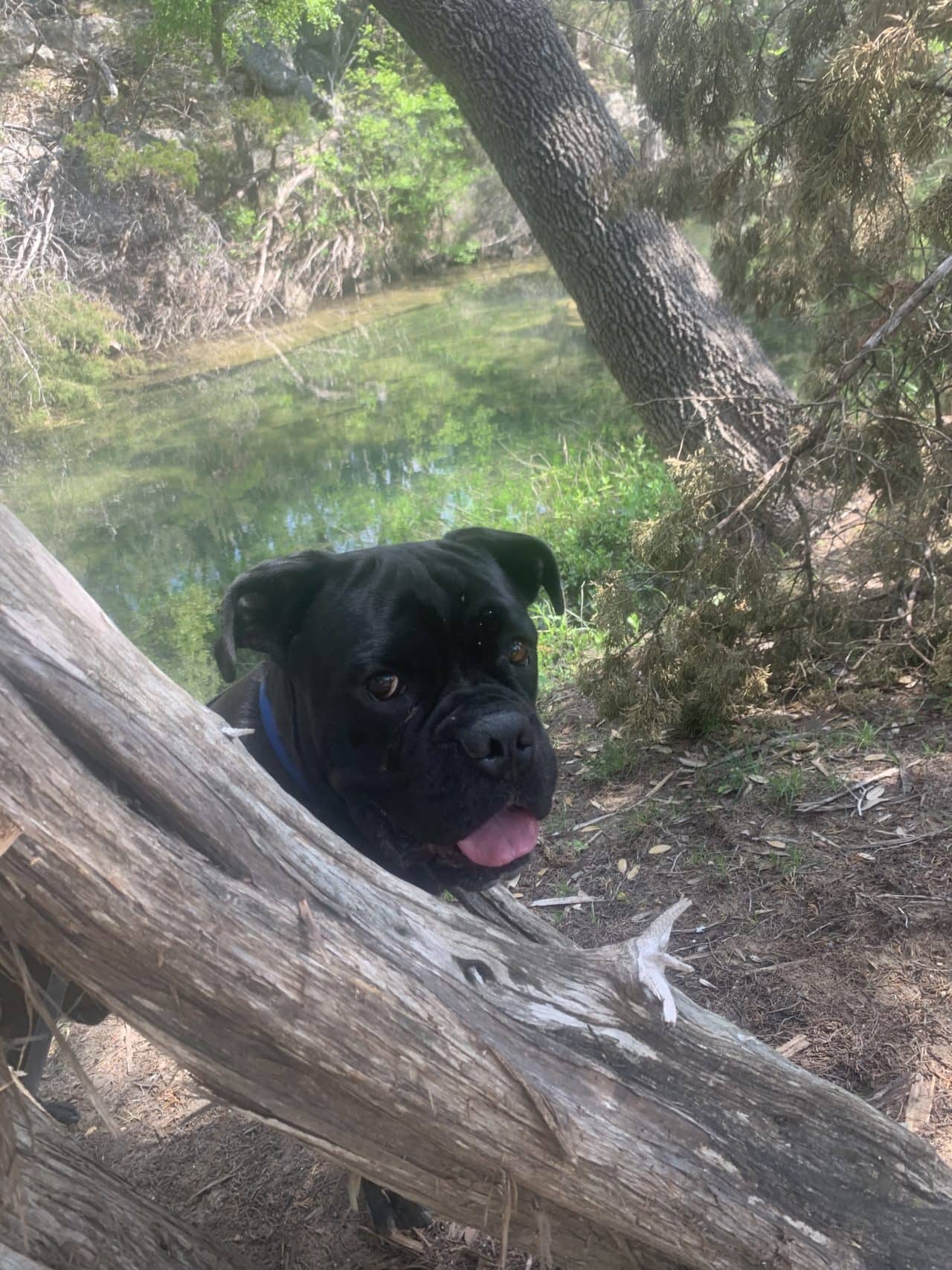 2021 Houston Cruelty Case Picante Cane Corso Adoption