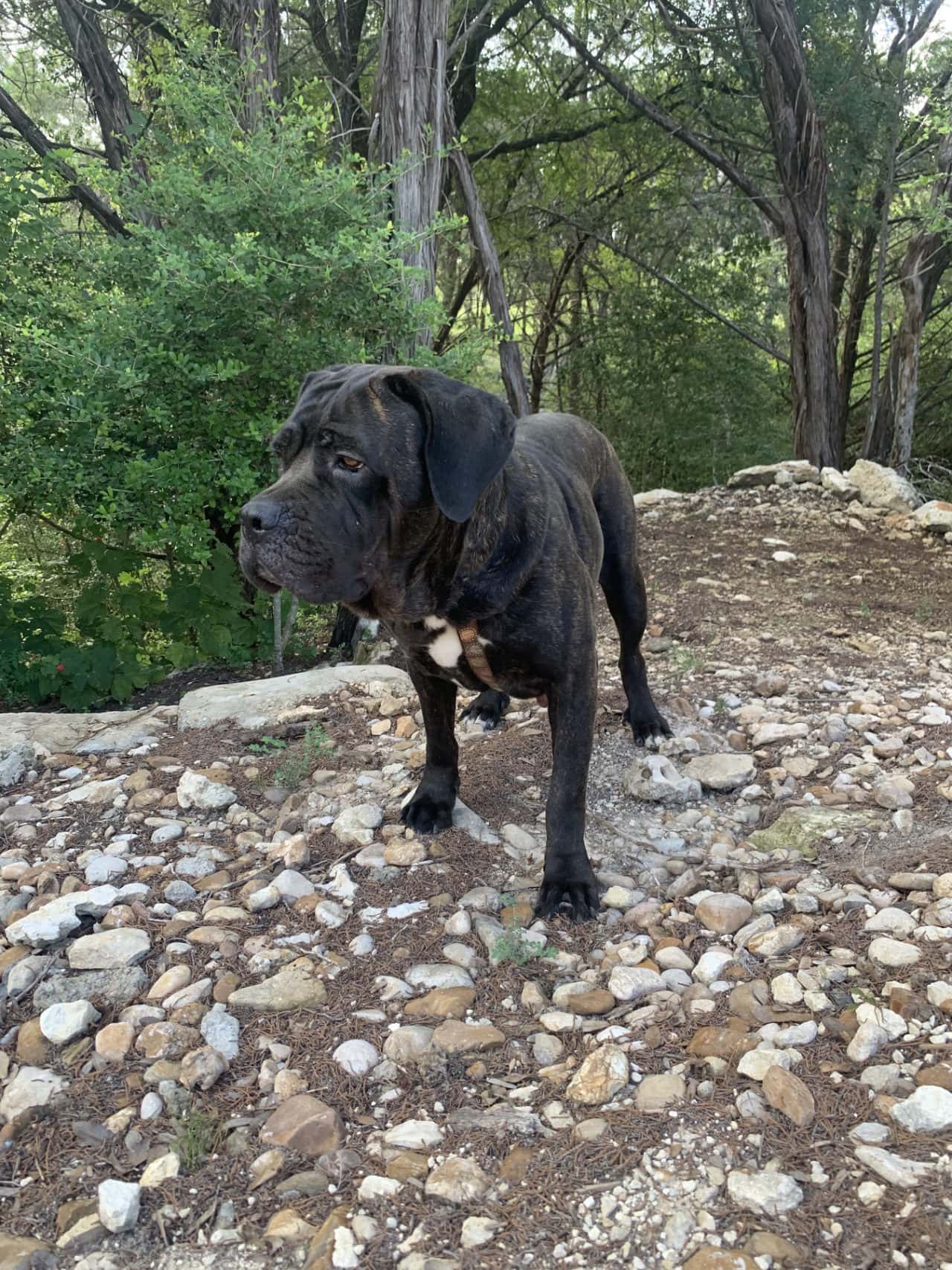 2021 Houston Cruelty Case Ellie Cane Corso Adoption