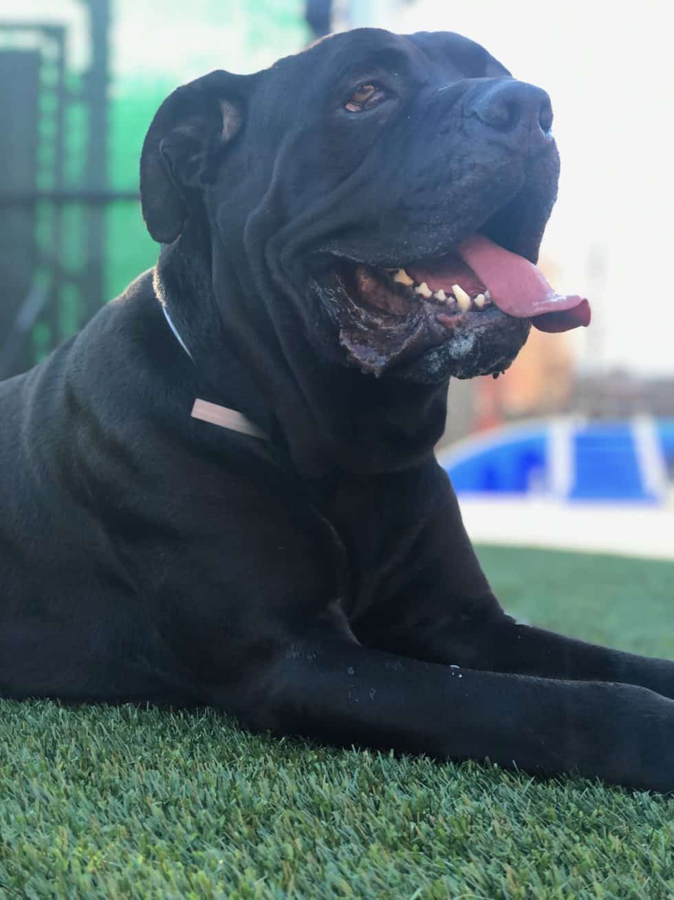 Tugboat Cane Corso Rescue, Inc.