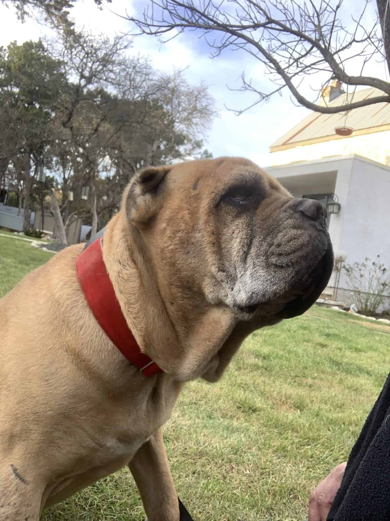 Jimmy Cane Corso Rescue, Inc.