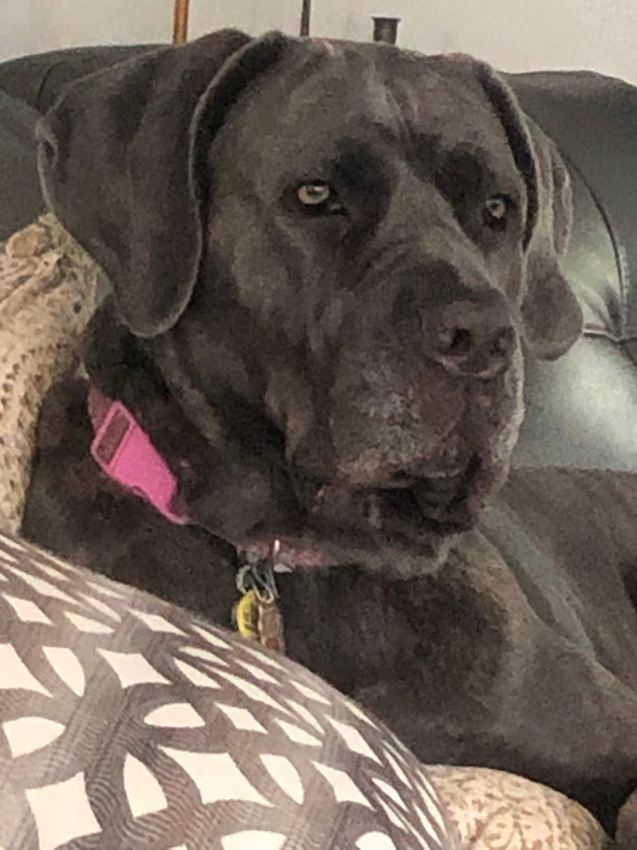 Luna Cane Corso Rescue, Inc.