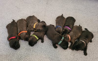 Momma Luna & 9 Pups