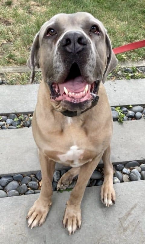 Chumlee | Cane Corso Rescue, Inc.