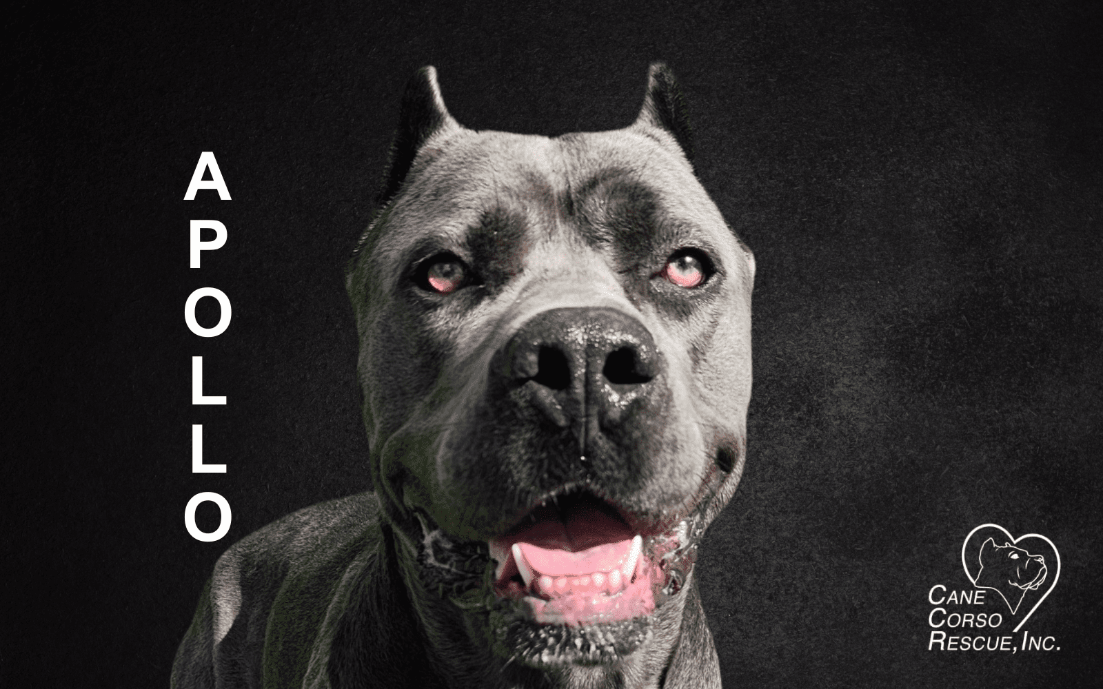 Apollo, Male Cane Corso