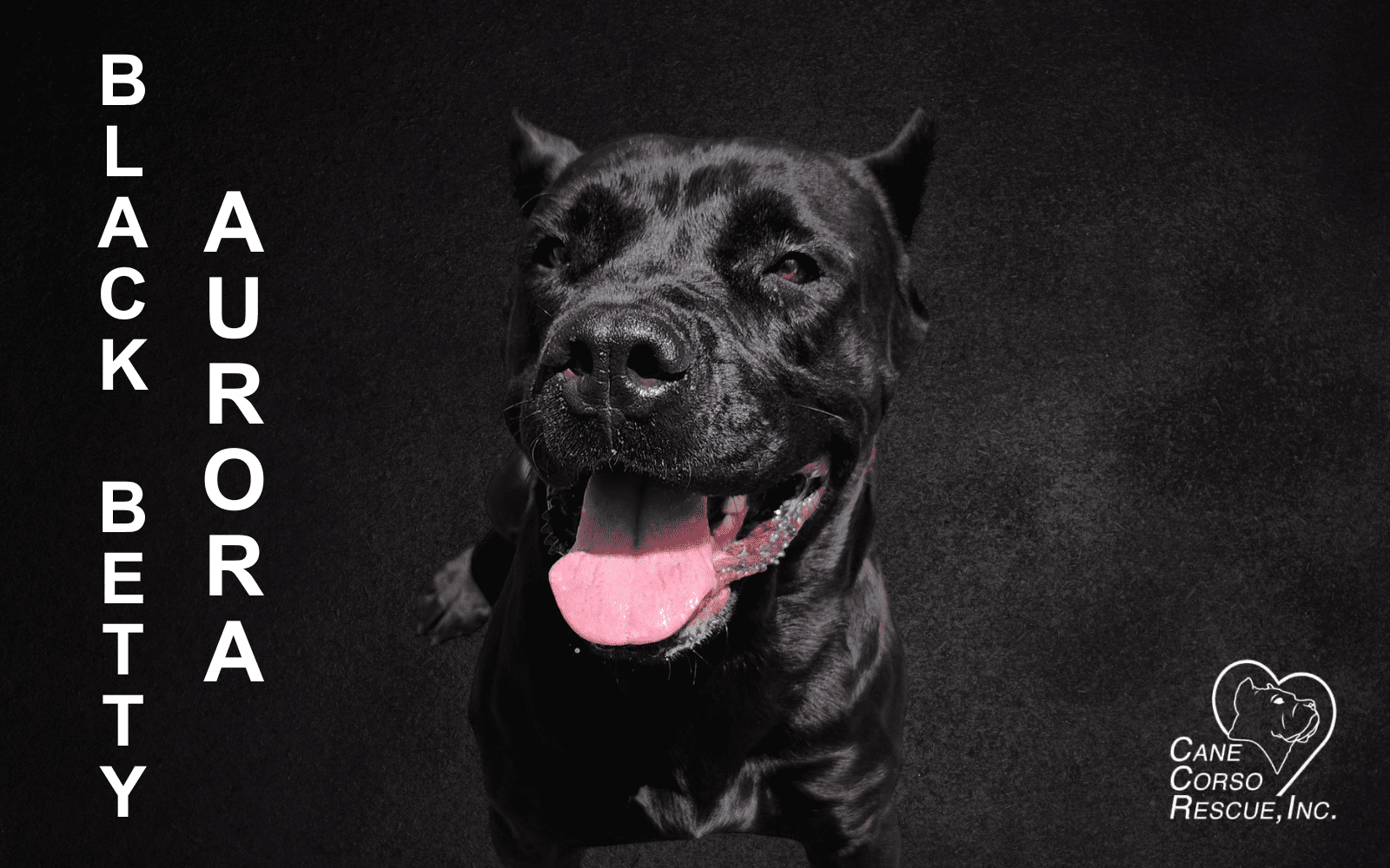 Aurora, Female Cane Corso