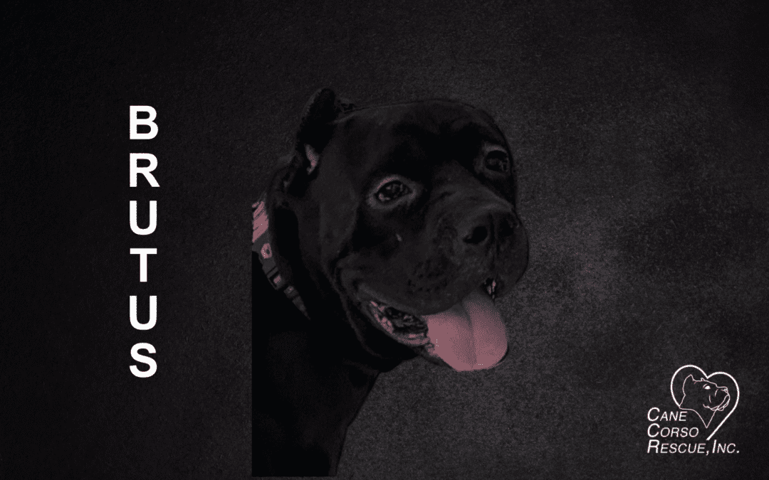 Brutus