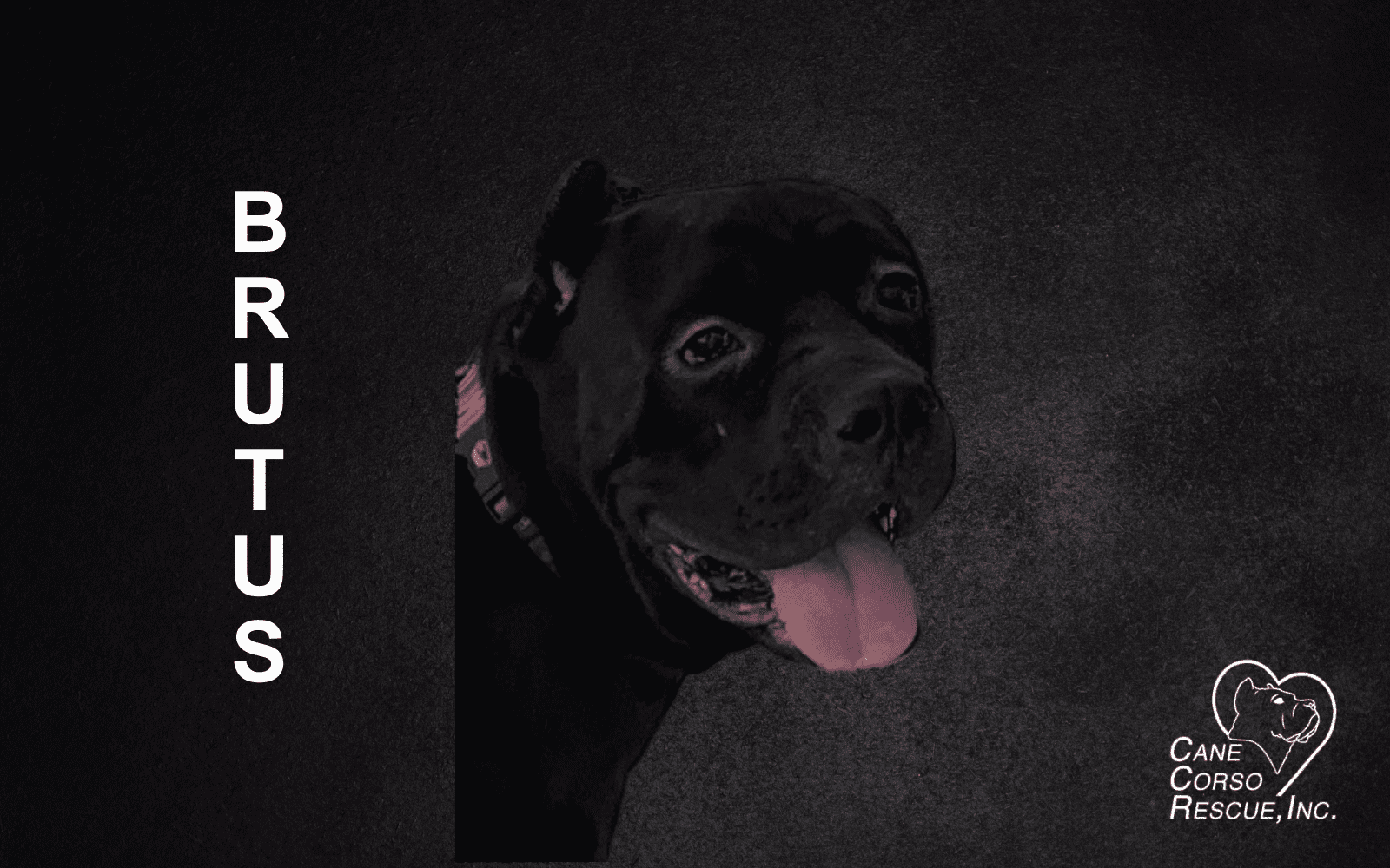 Brutus, Male Cane Corso