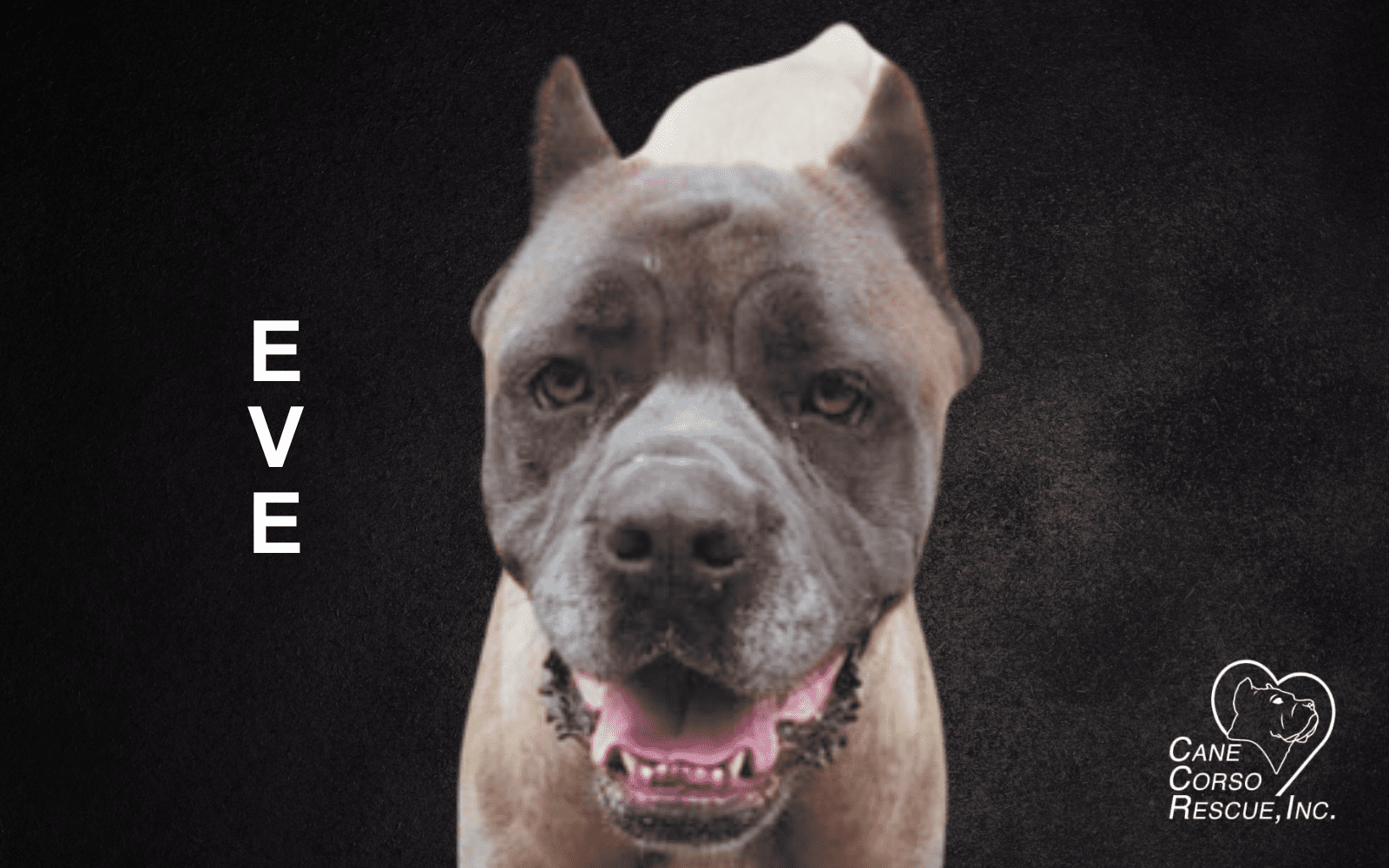 Eve, Female Cane Corso