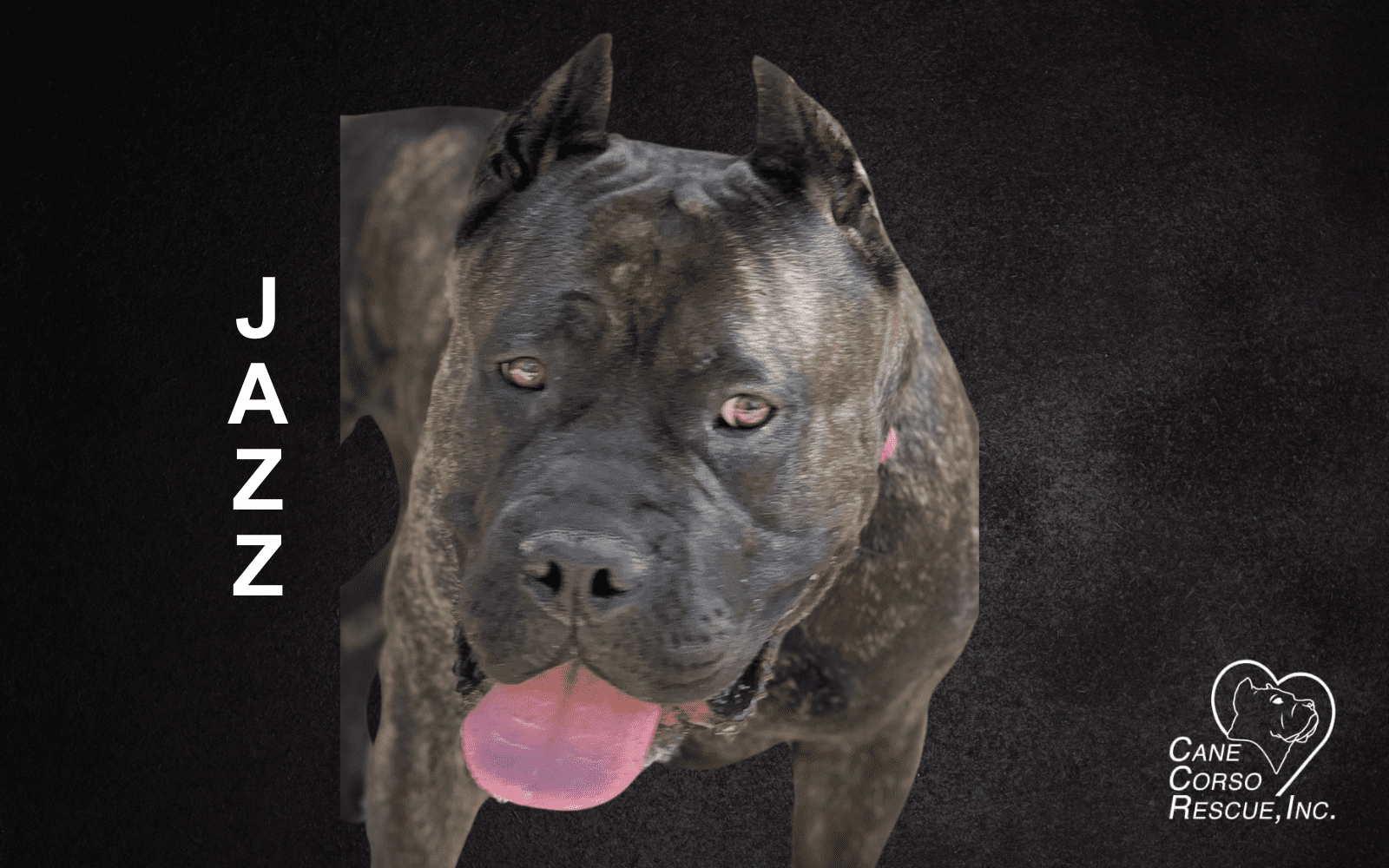 Jazz, Female Cane Corso