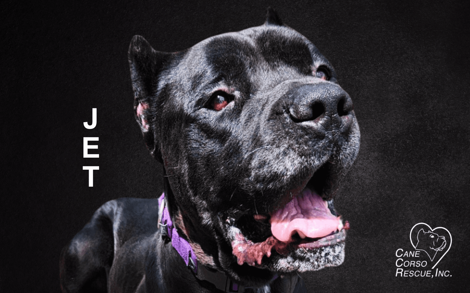 Jet, Male Cane Corso