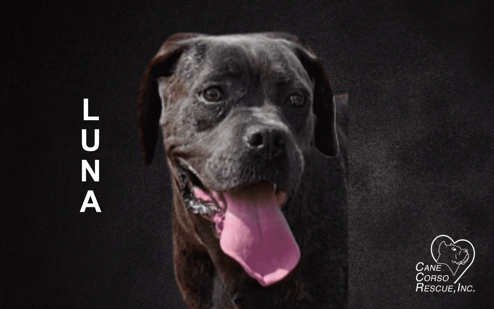 Luna, Female Cane Corso