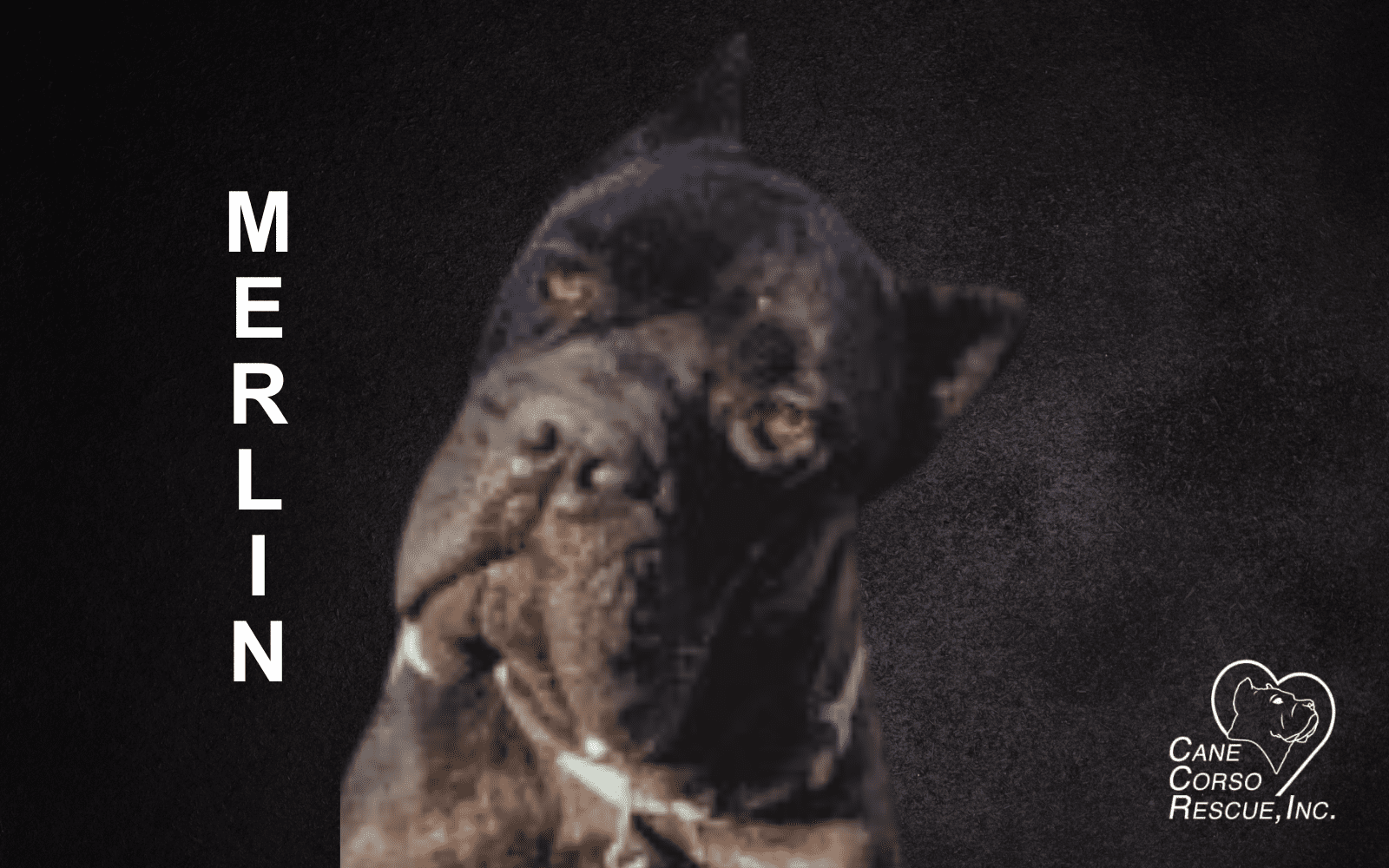 Merlin, Male Cane Corso