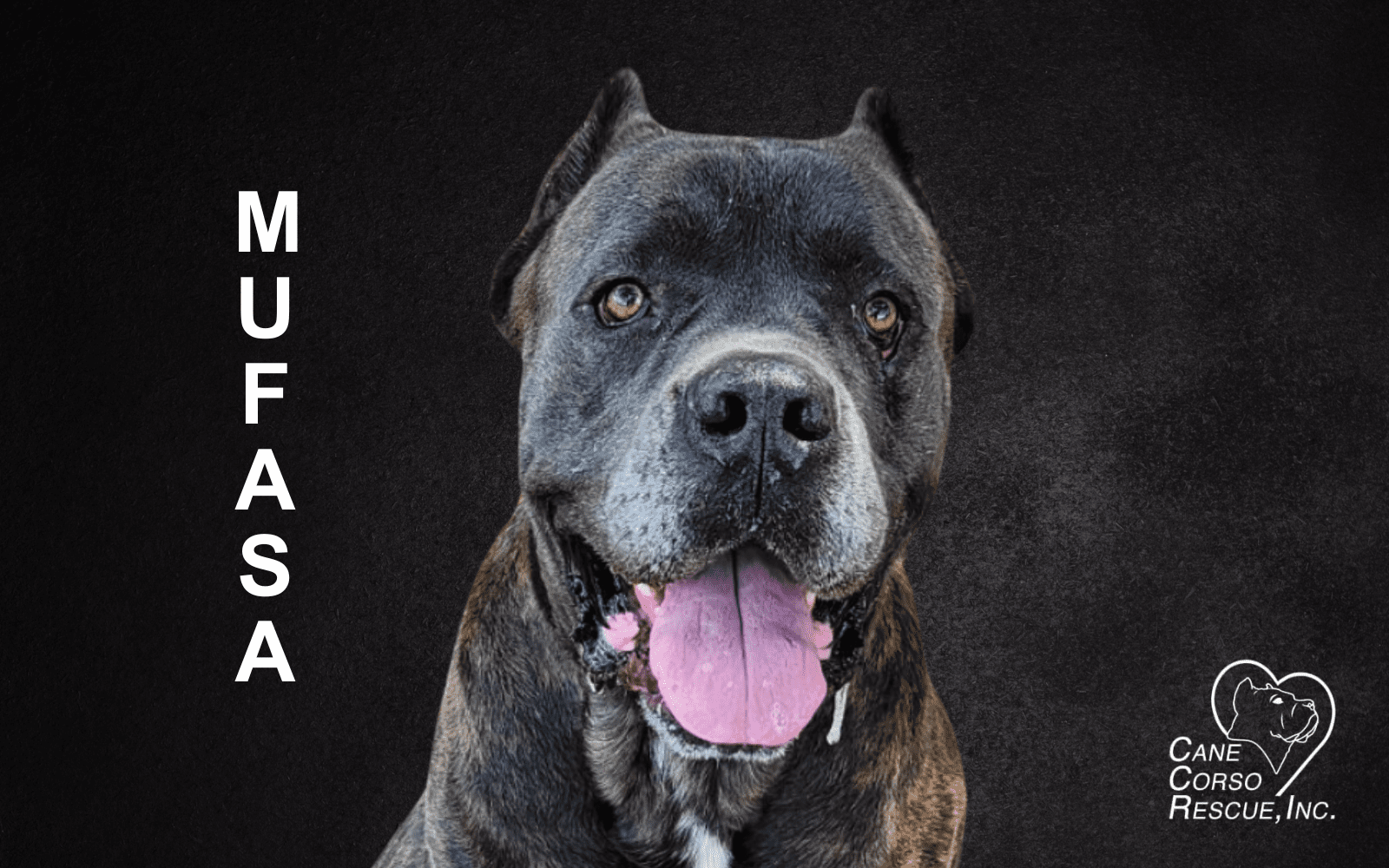 Mufasa, Male Cane Corso