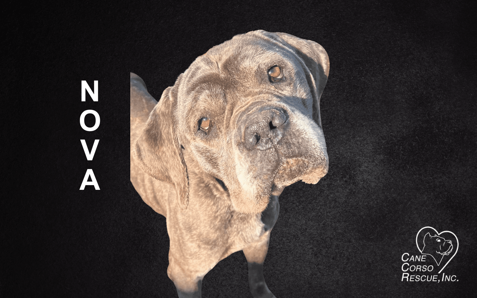 Nova, Female Cane Corso