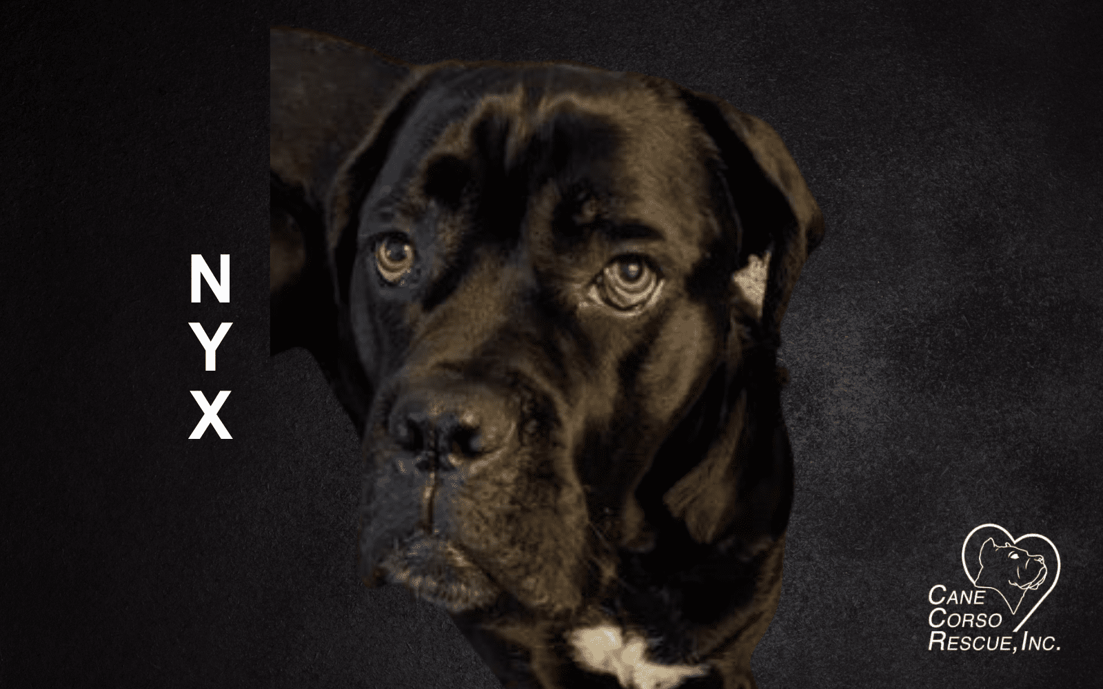 Nyx, Male Cane Corso