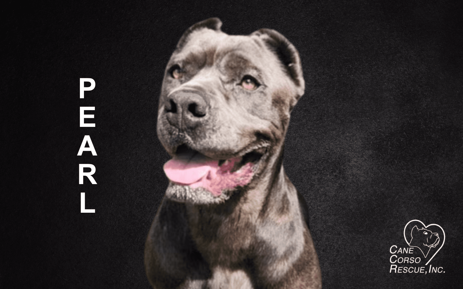 Pearl, Female Cane Corso