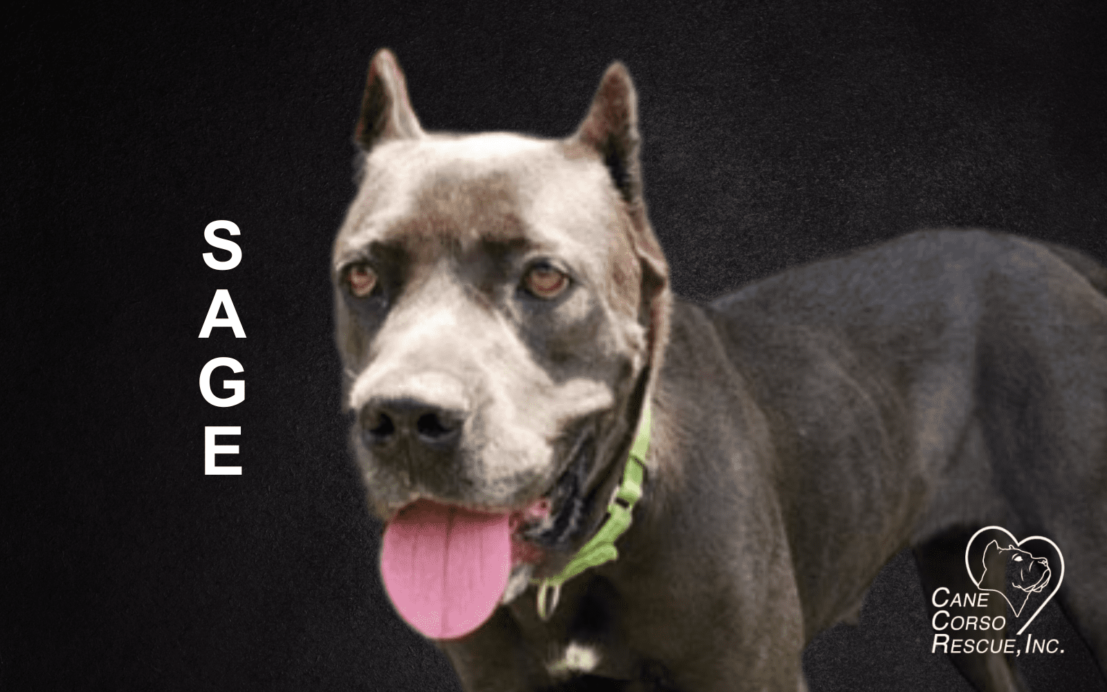 Sage, Female Cane Corso