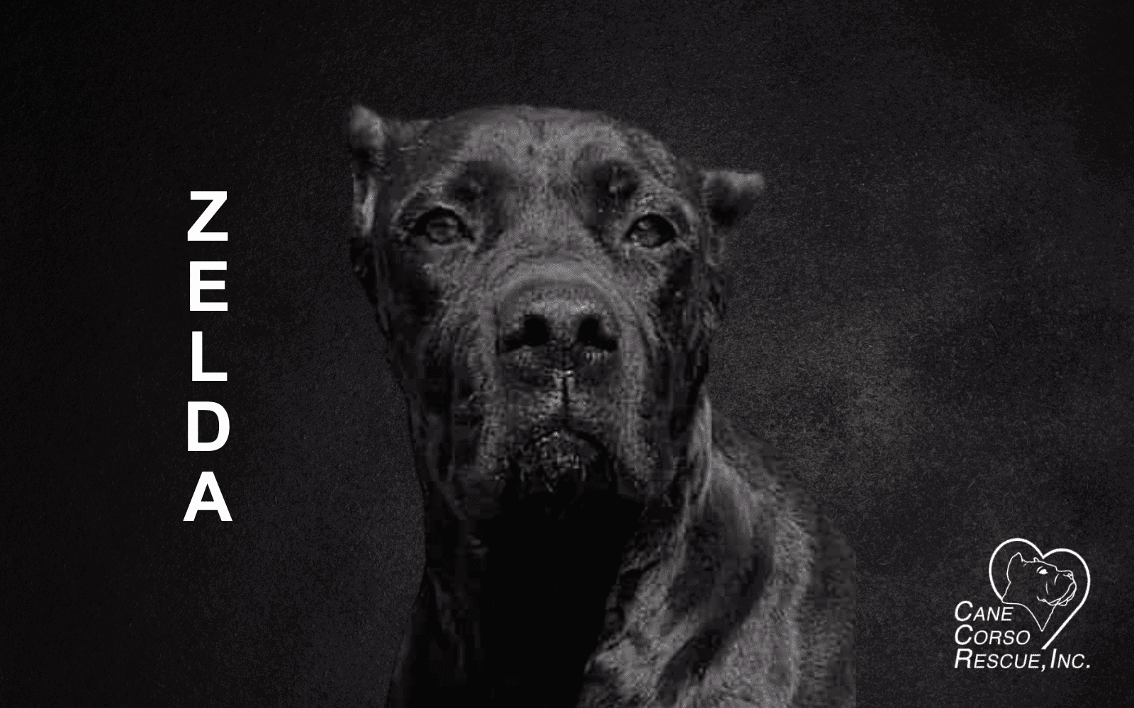 Zelda, Female Cane Corso