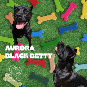 Aurora aka Black Betty, Female Cane Corso