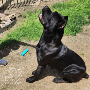 Aurora aka Black Betty, Female Cane Corso