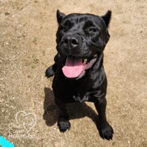 Aurora aka Black Betty, Female Cane Corso