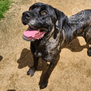 Gemini, Female Cane Corso