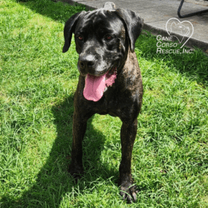 Gemini, Female Cane Corso