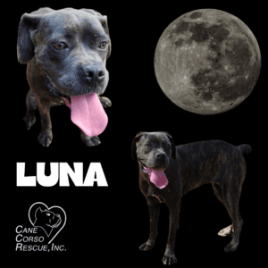 Luna, Female Cane Corso Puppy