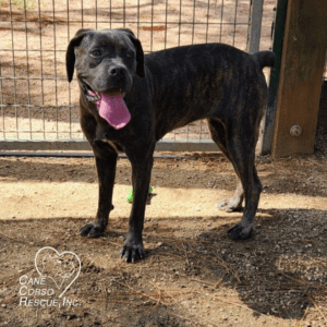 Luna, Female Cane Corso Puppy