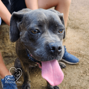 Luna, Female Cane Corso Puppy