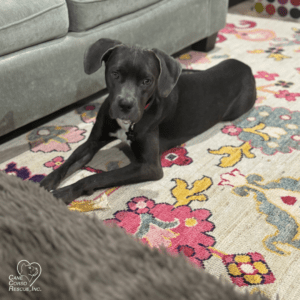 Star, Female Cane Corso Puppy