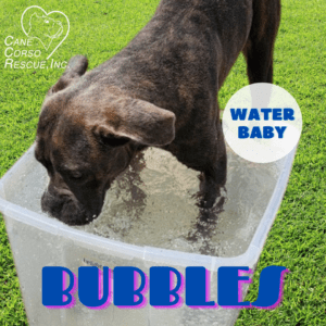 Bubbles loves the water!