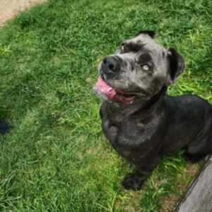 Peal - 3 year old female Cane Corso