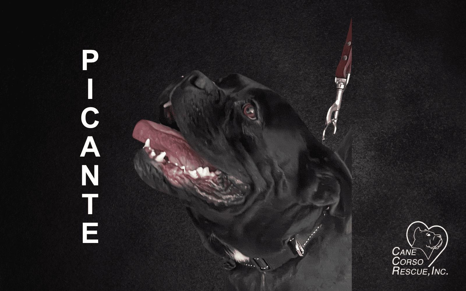 Picante, Male Cane Corso