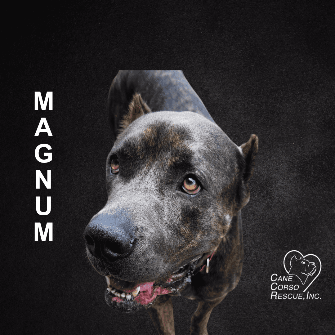 Magnum, Male Cane Corso