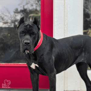 Bella Female Cane Corso