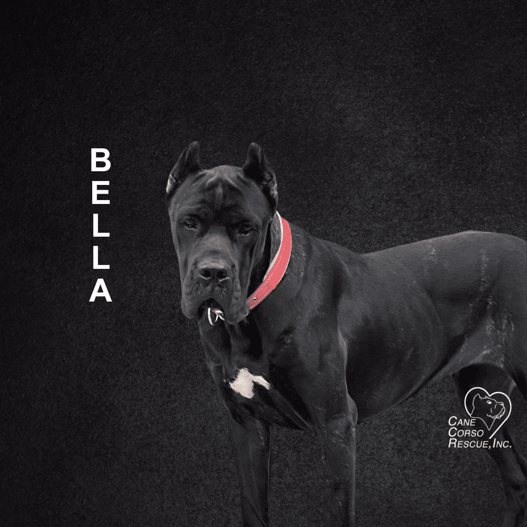 Bella Female Cane Corso