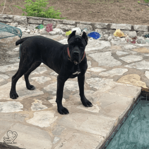 Bella Female Cane Corso Poolside