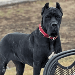 Bella Female Cane Corso