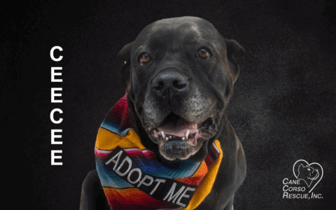 CeeCee | Cane Corso Rescue, Inc.