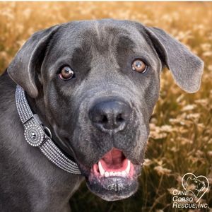Coco 1 Year Old Female Cane Corso Puppy