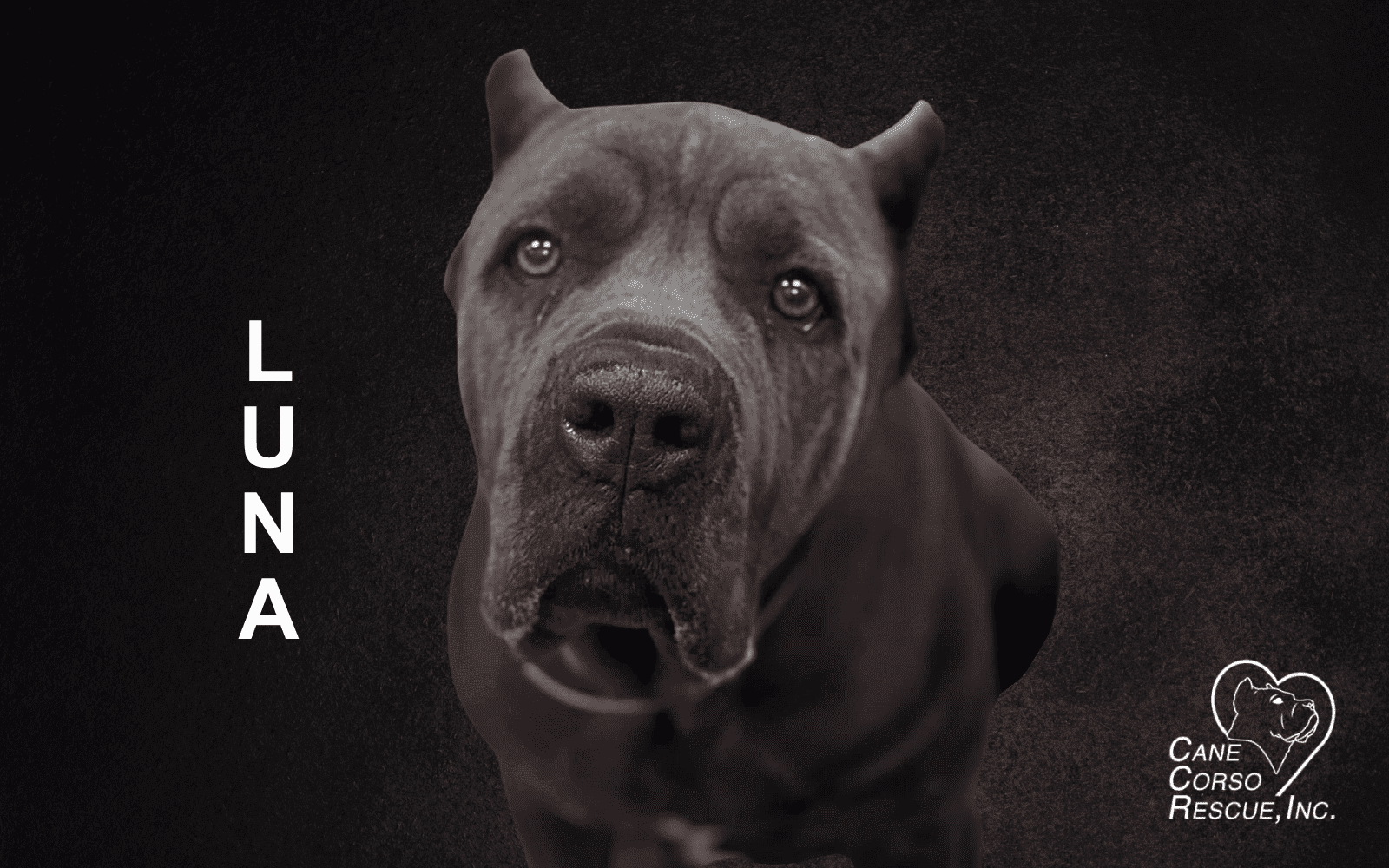 Luna Female Cane Corso Luna Female Cane Corso