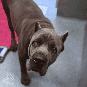 Luna Female Cane Corso Rescue Dog