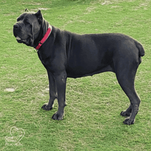 Luna Female Cane Corso Rescue Dog